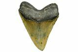 Serrated, Fossil Megalodon Tooth - North Carolina #378024-2